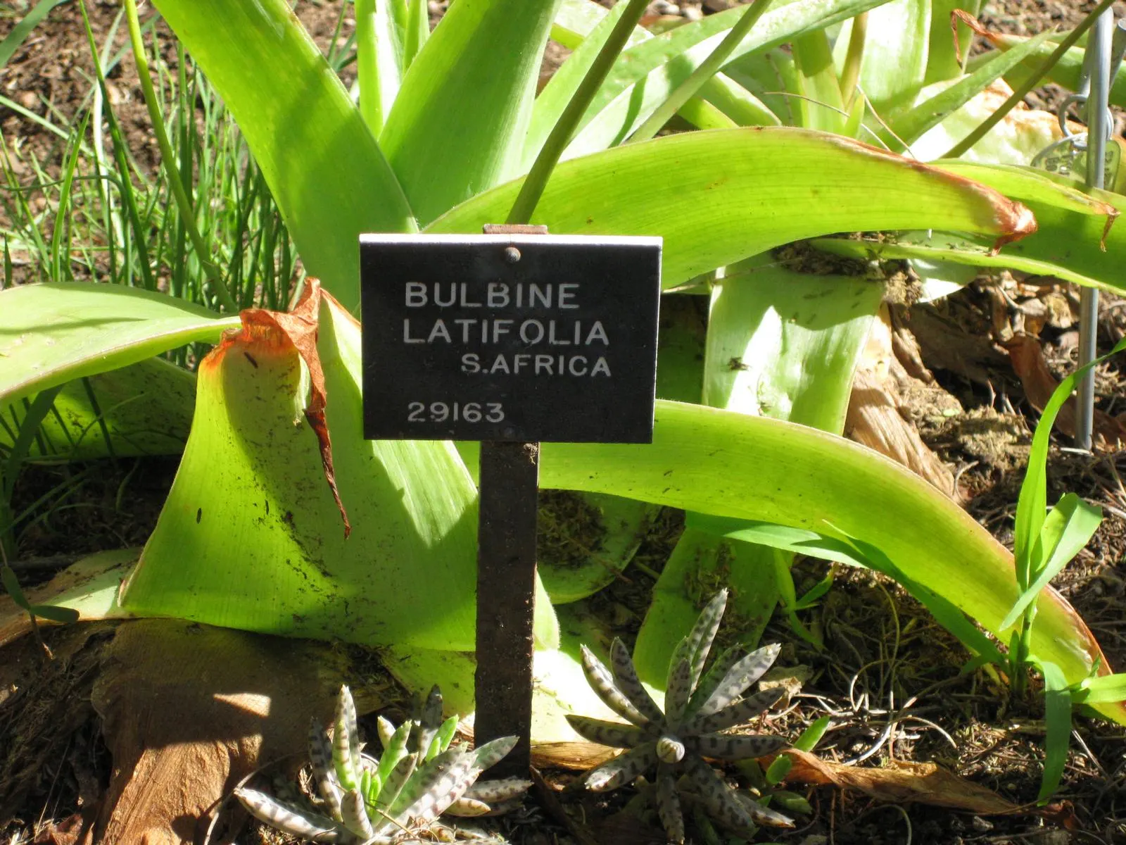 Rooiwortel (Bulbine Latifolia) — The Rooiwortel is indeed a durable and delightful addition