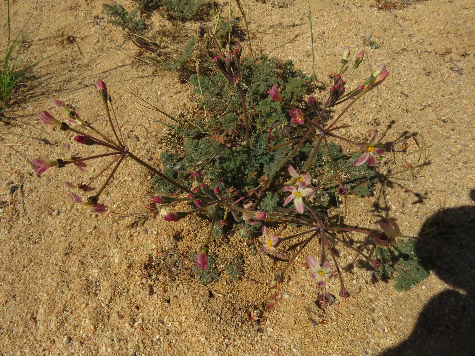 Rooiwortel (Bulbine Latifolia) — This drought-tolerant perennial thrives in USDA zones 9-11; unbranched inflorescences that can reach up to 36, image 46