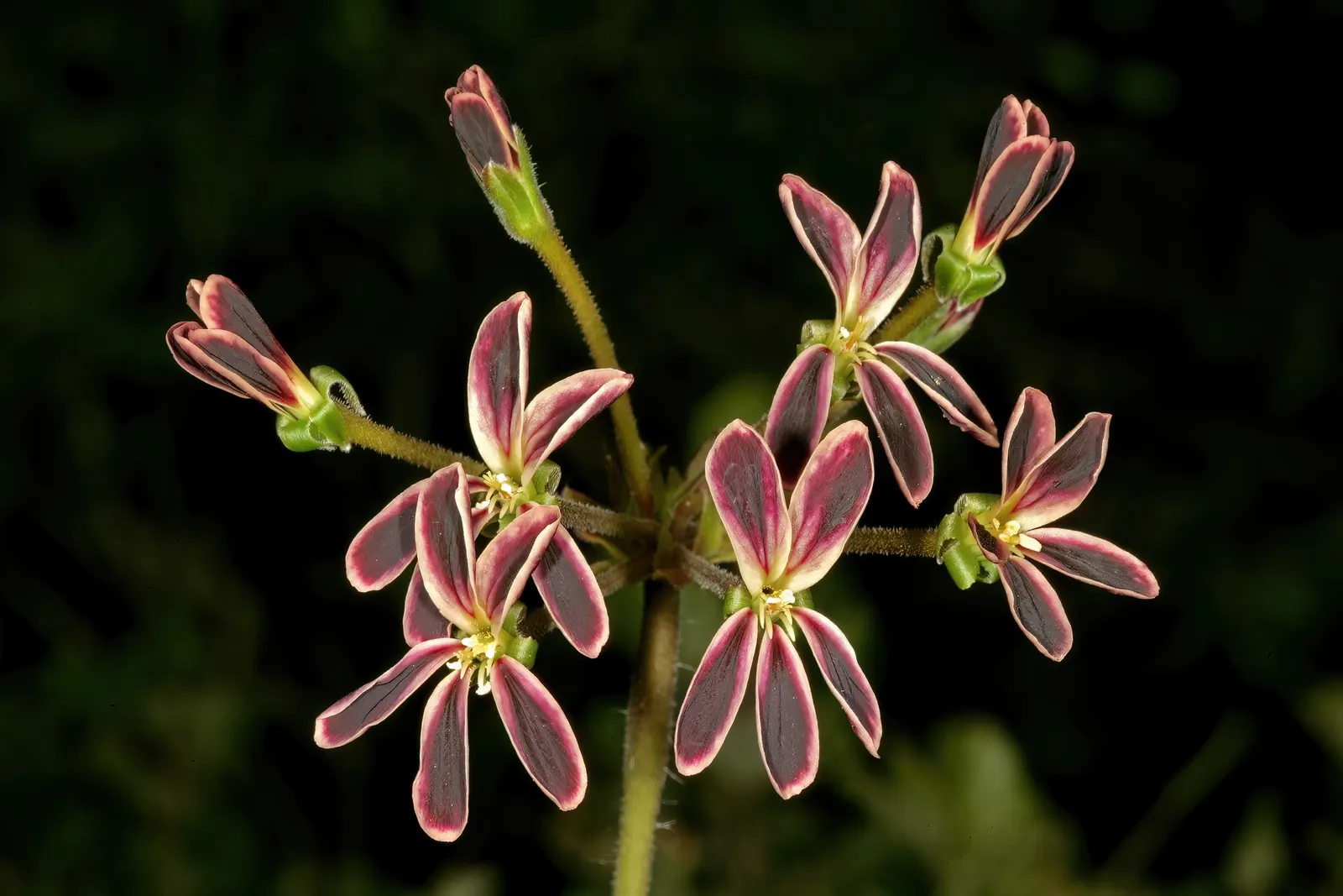 Rooiwortel (Bulbine Latifolia) — These inflorescences rise distinctly above the foliage