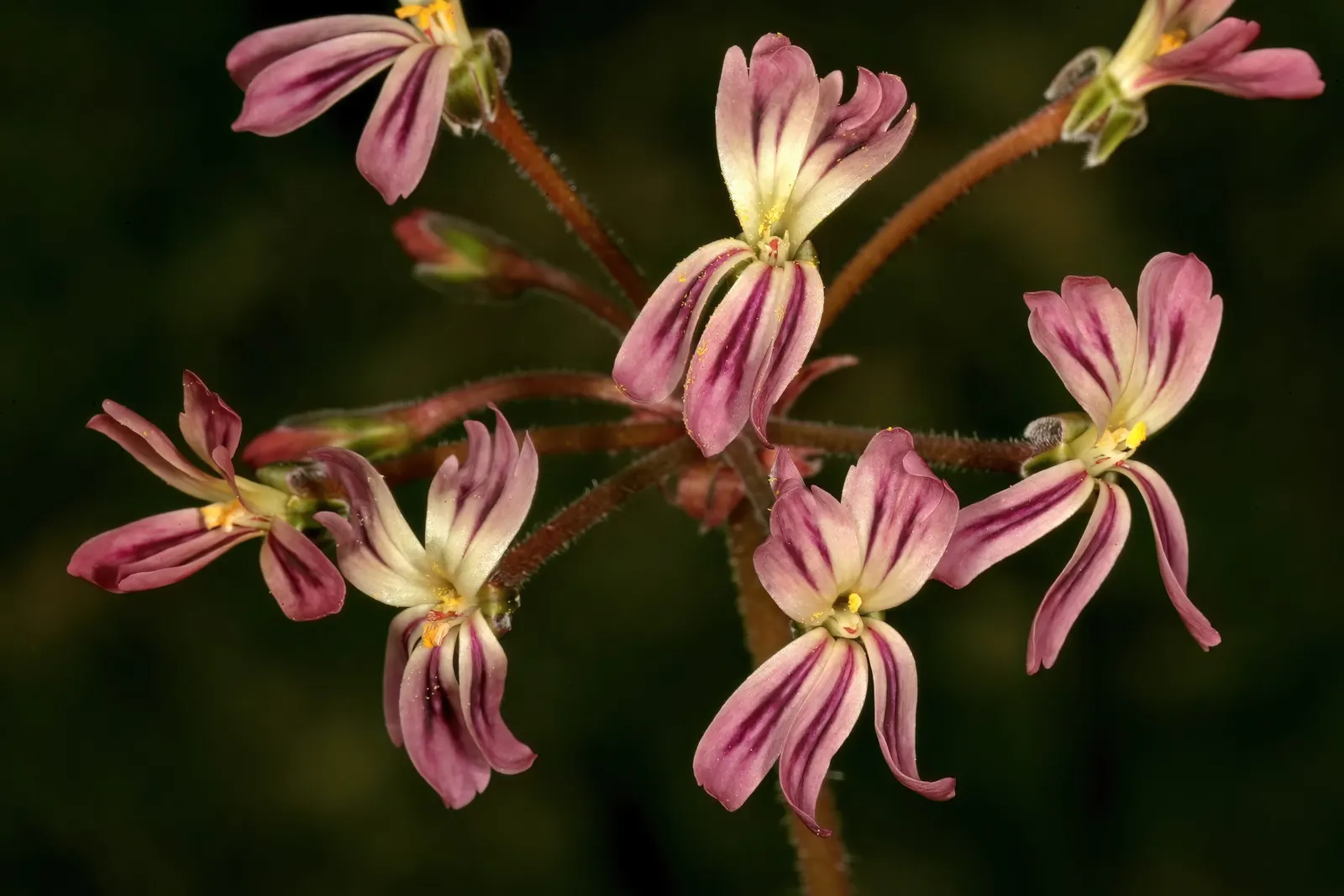 Rooiwortel (Bulbine Latifolia) — It requires minimal maintenance