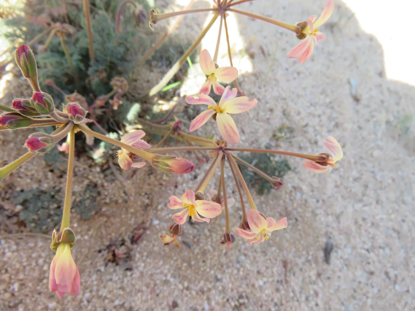 Rooiwortel (Bulbine Latifolia) — and prefers well-drained soil with full sun exposure; thriving in USDA Hardiness Zones 9 to 11