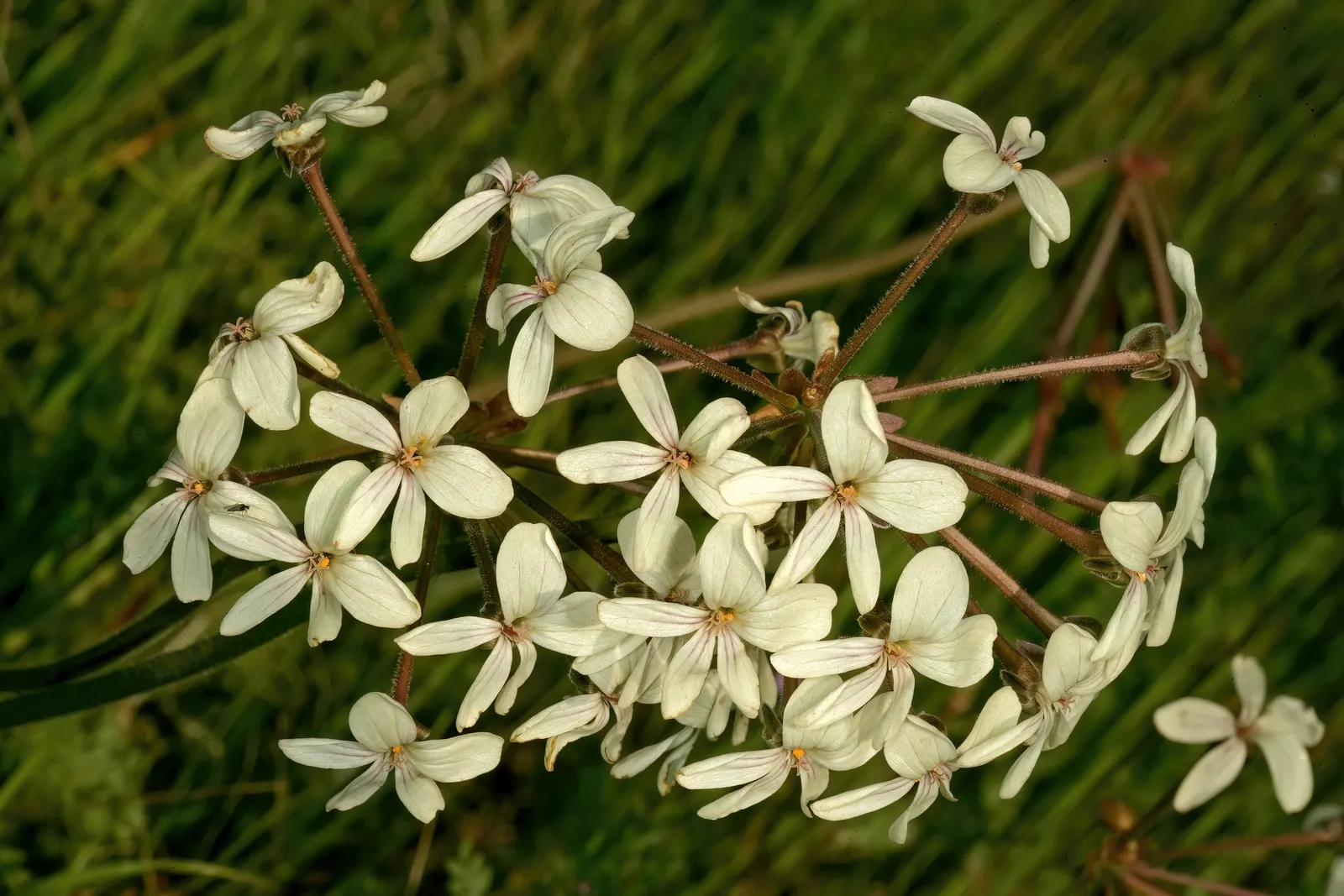 Rooiwortel (Bulbine Latifolia) — This drought-tolerant perennial thrives in USDA zones 9-11