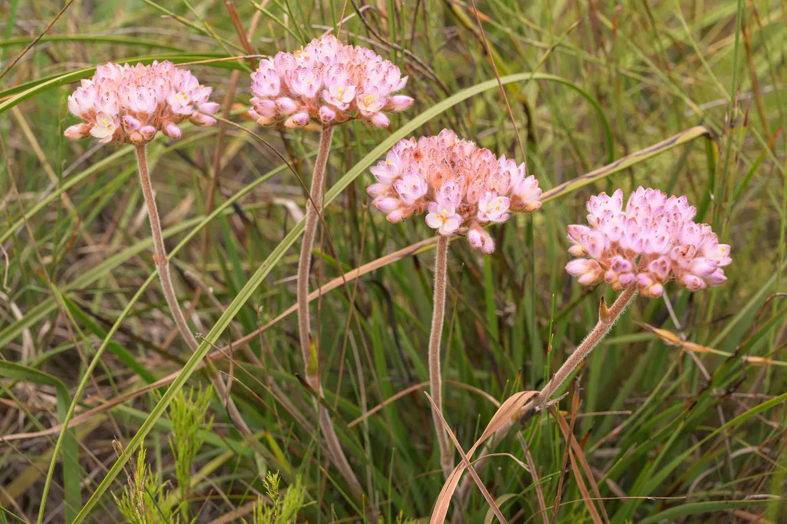 Rooiwortel (Bulbine Latifolia) — this hardy plant is notable for its rosettes of fleshy
