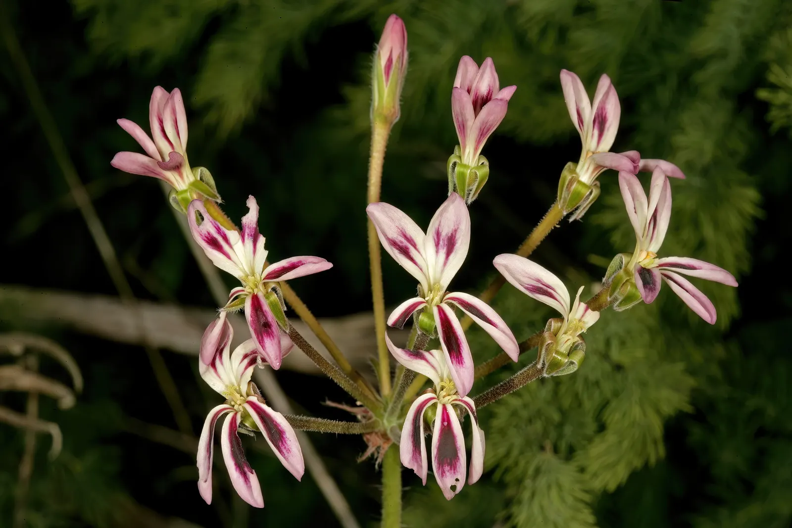 Rooiwortel (Bulbine Latifolia) — making it an excellent choice for gardeners seeking resilient yet attractive vegetation