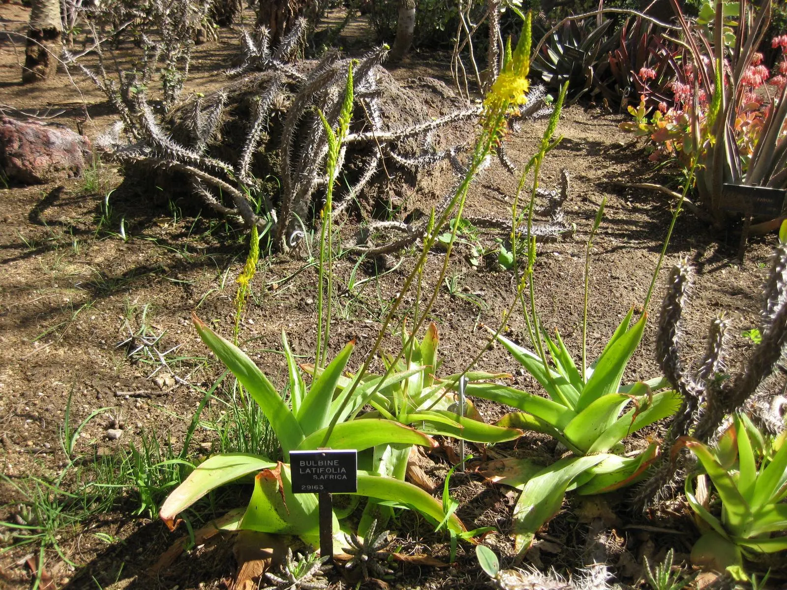 Rooiwortel (Bulbine Latifolia) — thriving in USDA Hardiness Zones 9 to 11