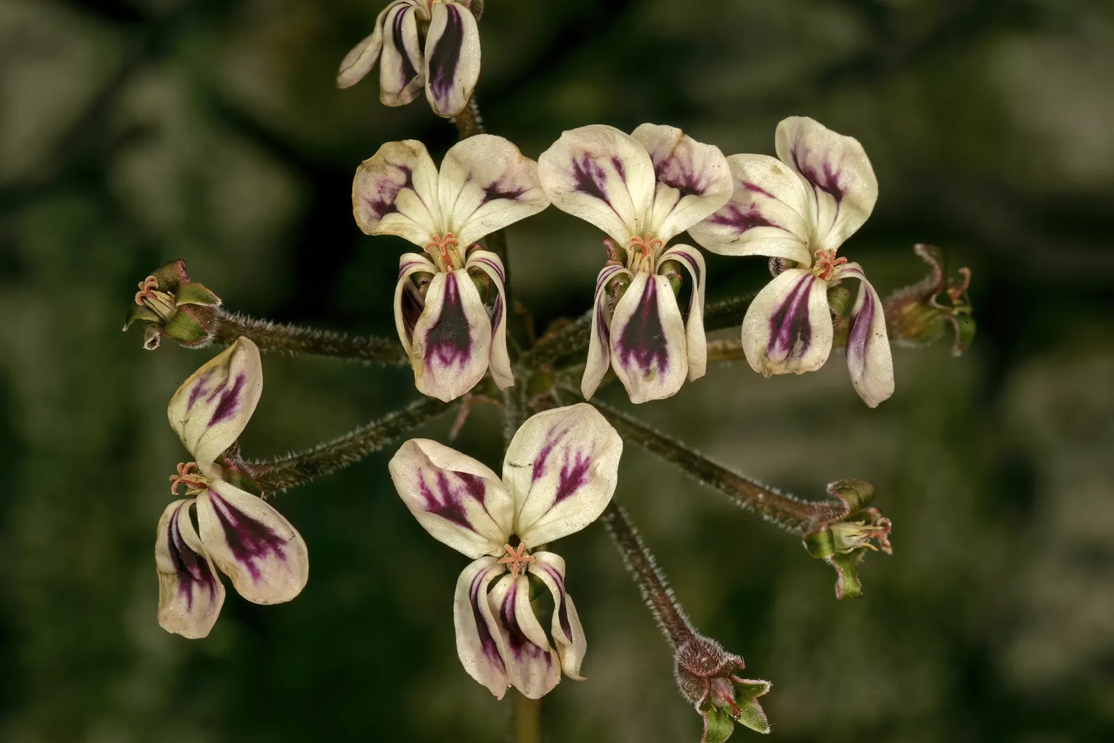 Rooiwortel (Bulbine Latifolia) — This drought-tolerant perennial thrives in USDA zones 9-11; unbranched inflorescences that can reach up to 36 inches in height