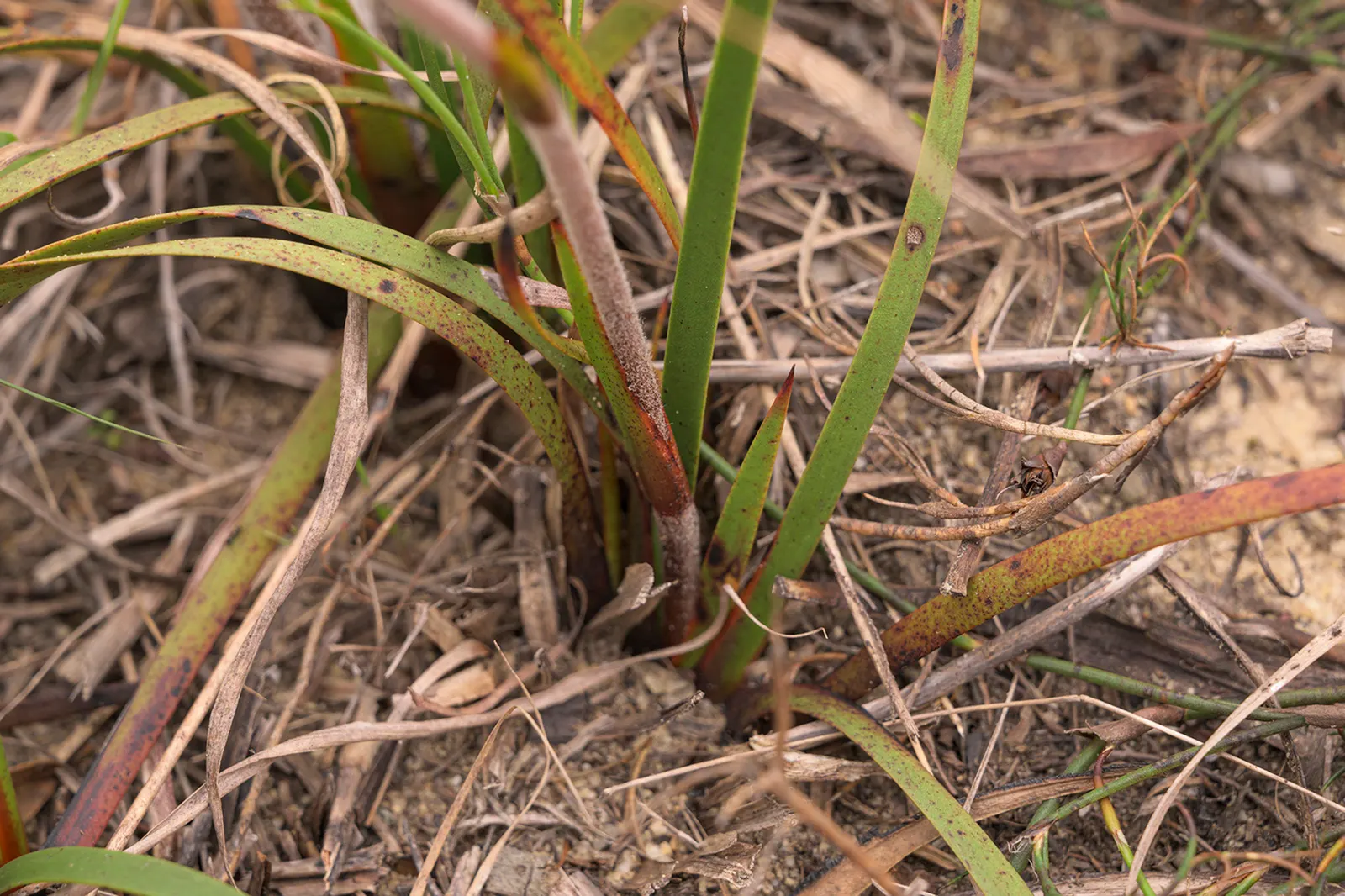 Rooiwortel (Bulbine Latifolia) — commonly referred to as Rooiwortel due to its distinctive reddish-orange tubular roots