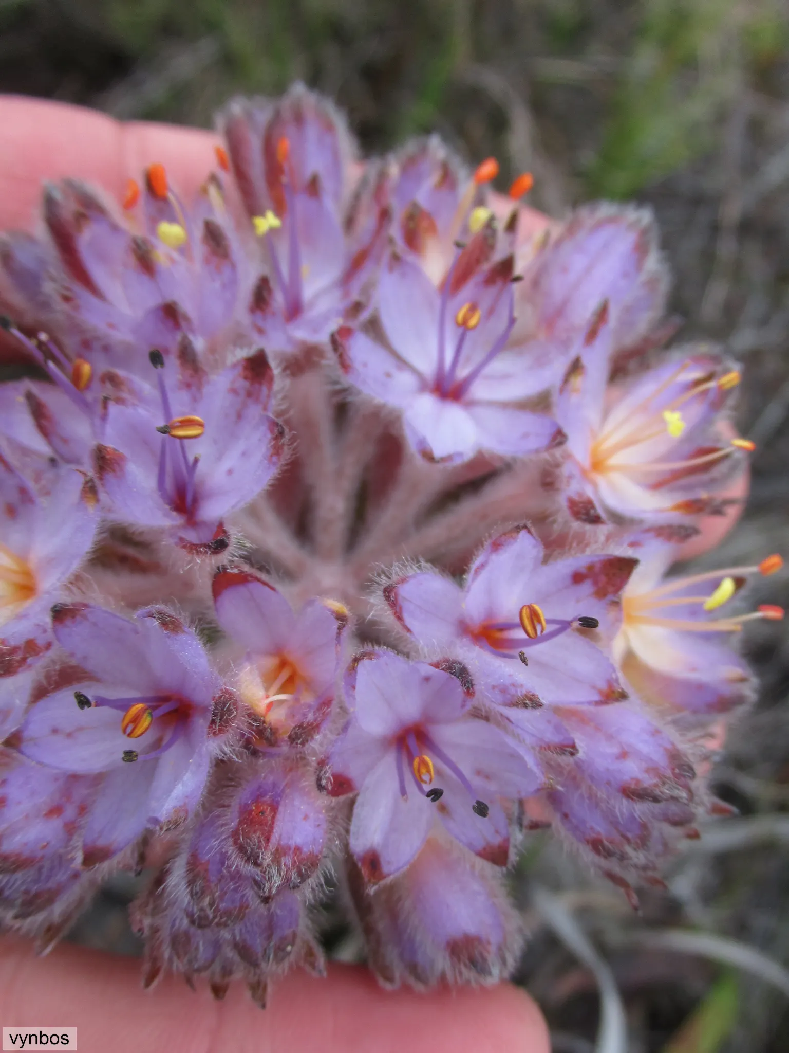 Rooiwortel (Bulbine Latifolia) — thriving in USDA Hardiness Zones 9 to 11; originating from the Eastern Cape Province of South Africa