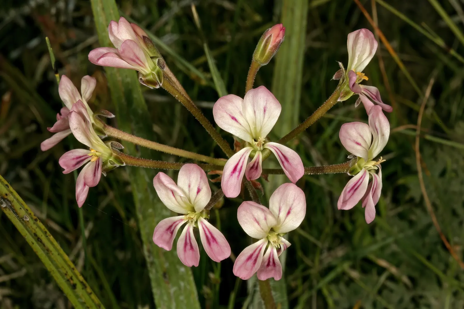 Rooiwortel (Bulbine Latifolia) — offering both aesthetic appeal and resilience against harsh conditions