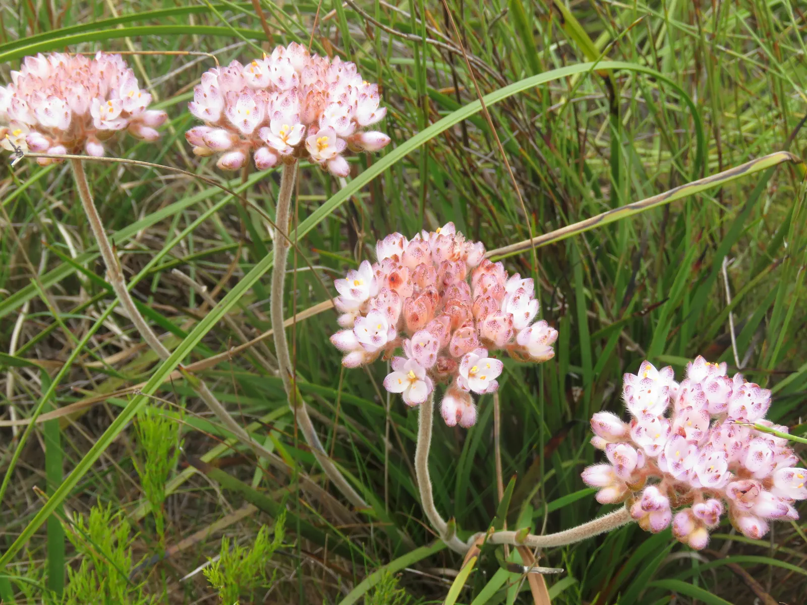 Rooiwortel (Bulbine Latifolia) — this hardy plant is notable for its rosettes of fleshy; which can grow up to 18 inches in length and about an inch, image 52