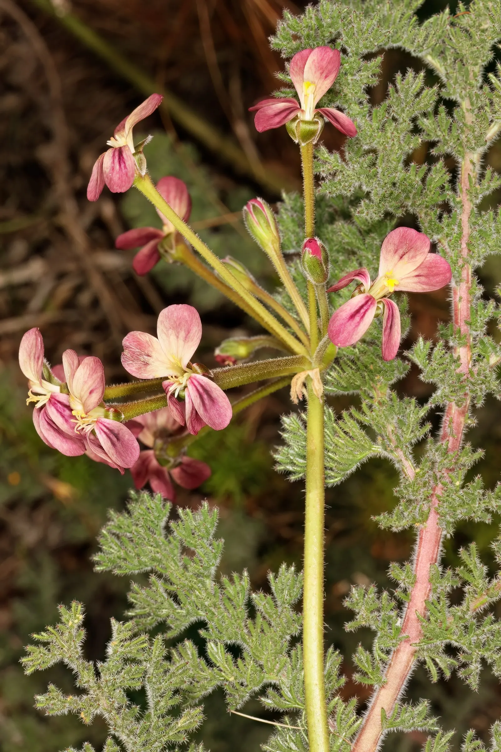 Rooiwortel (Bulbine Latifolia) — which can grow up to 18 inches in length and about an inch wide