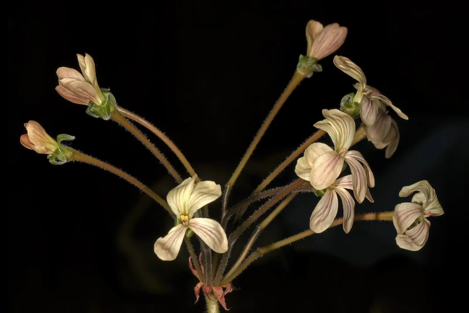 Rooiwortel (Bulbine Latifolia) — succulent with yellow blooms; drawing in pollinators like bees and butterflies