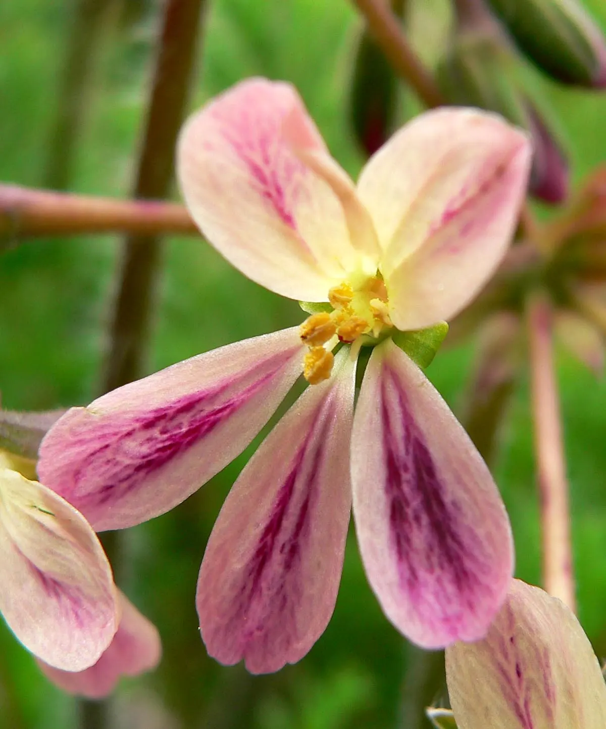 Rooiwortel (Bulbine Latifolia) — this hardy plant is notable for its rosettes of fleshy; which can grow up to 18 inches in length and about an inch wide