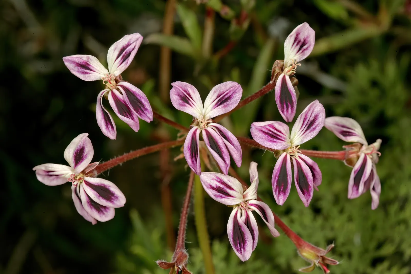 Rooiwortel (Bulbine Latifolia) — Ideal for xeriscaping, it adds vibrant color and texture to water-wise gardens
