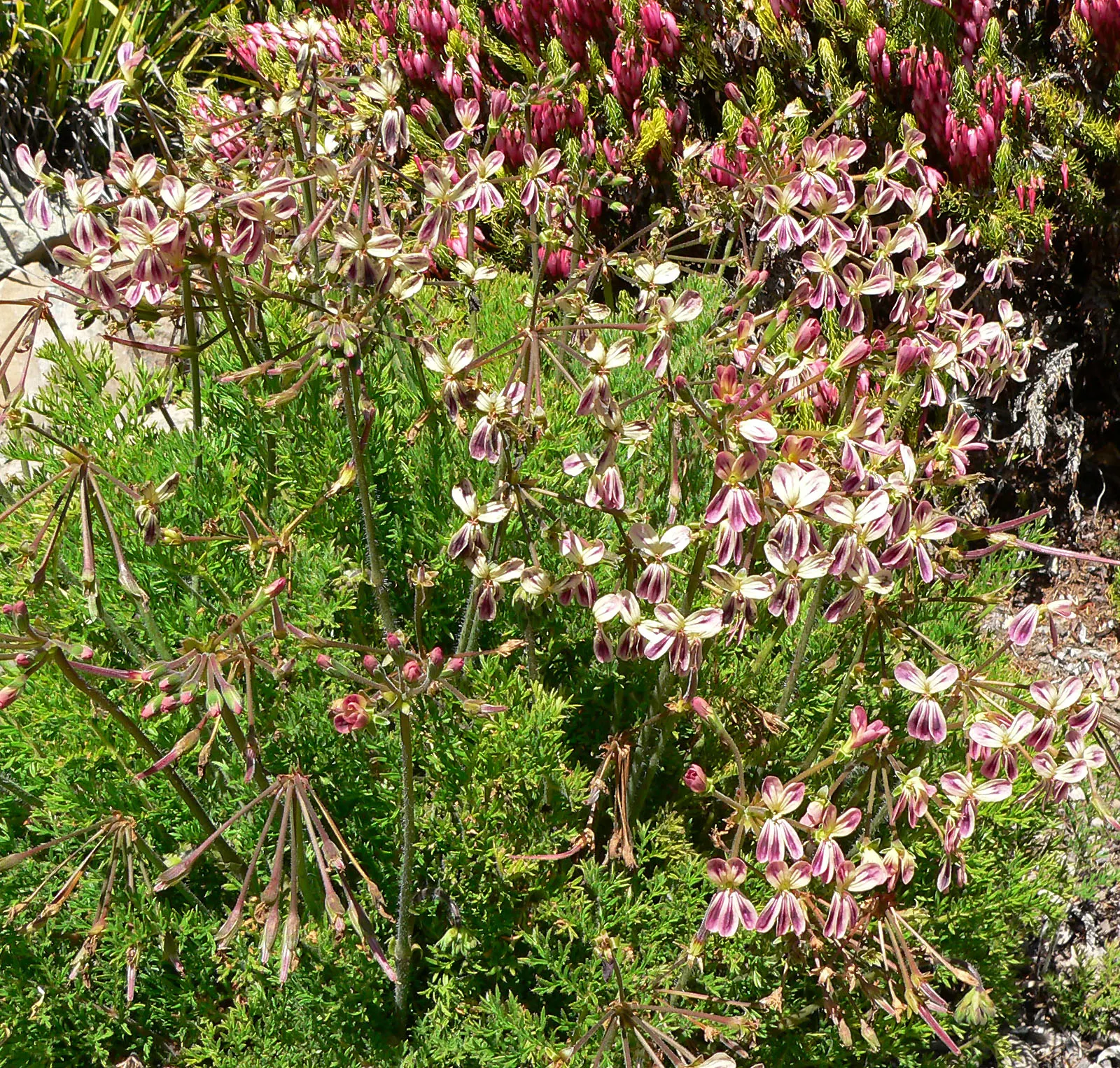 Rooiwortel (Bulbine Latifolia) — which can grow up to 18 inches in length and about an inch wide; it requires minimal maintenance, image 53