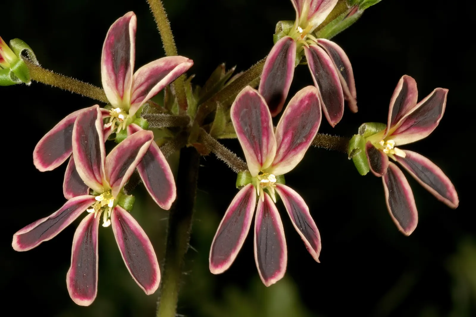 Rooiwortel (Bulbine Latifolia) — commonly referred to as Rooiwortel due to its distinctive reddish-orange tubular roots; rooiwortel produces yellow to orange