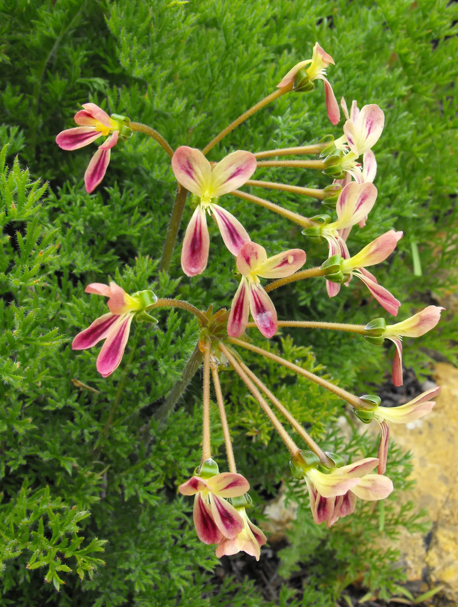 Rooiwortel (Bulbine Latifolia) — Ideal for xeriscaping, it adds vibrant color and texture to water-wise gardens; preferring full sun to partial, image 48