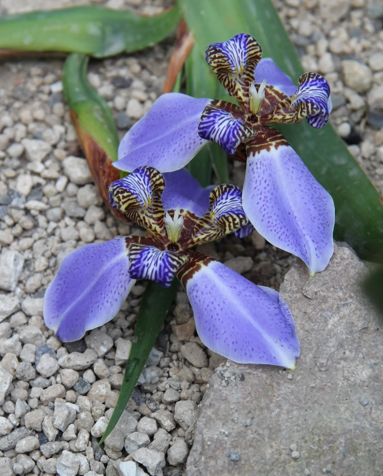 Apostle Plant (Neomarica Caerulea) — is a tropical perennial known for its lush; in spring, this iris relative showcases striking blue to purple, image 141