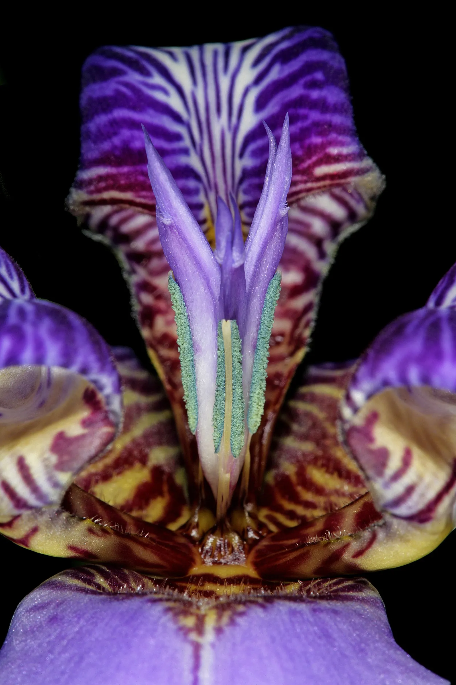 Apostle Plant (Neomarica Caerulea) — In spring, this iris relative showcases striking blue to purple blooms with ornate maroon patterns; making it a, image 144