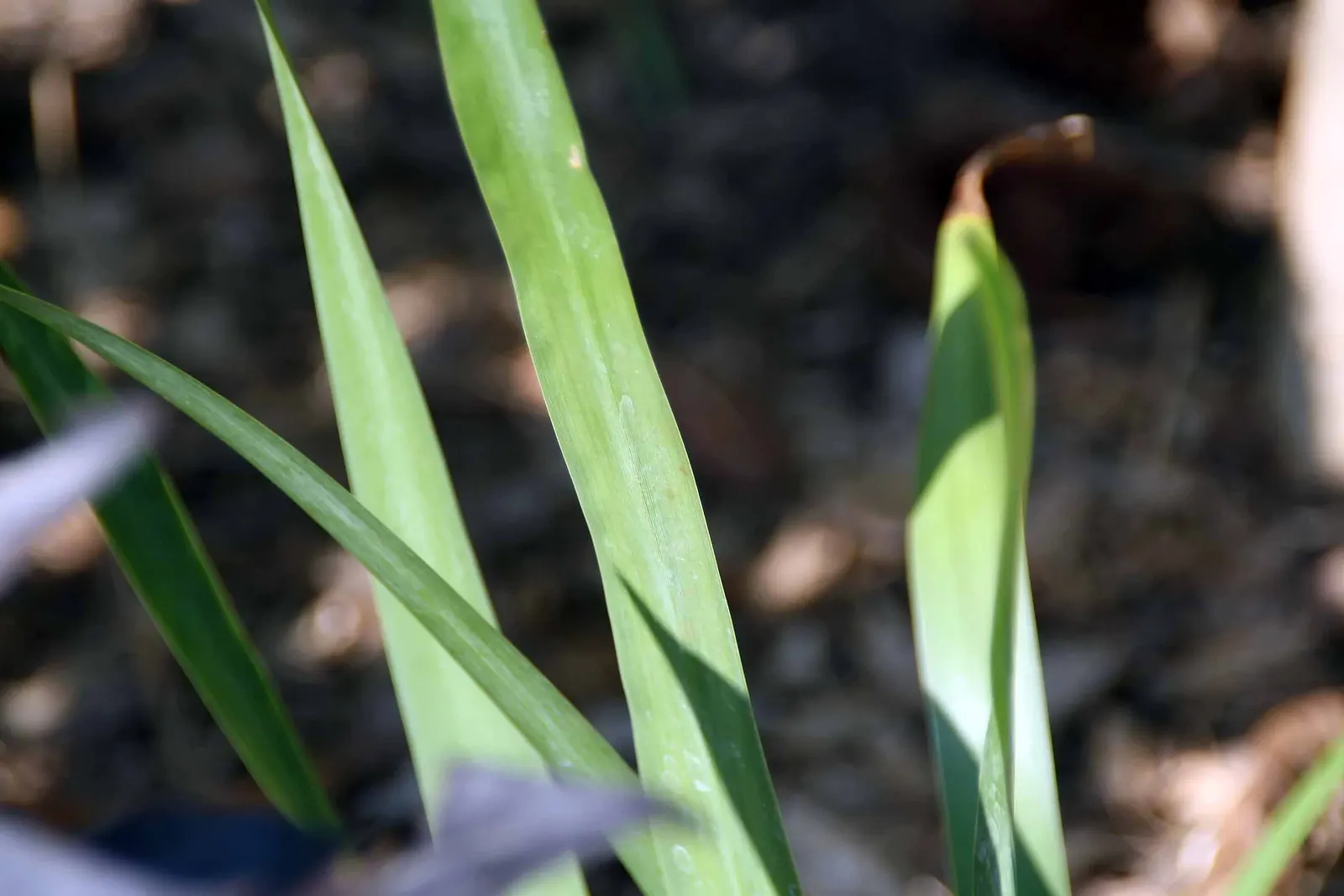 Apostle Plant (Neomarica Caerulea) — is a tropical perennial known for its lush