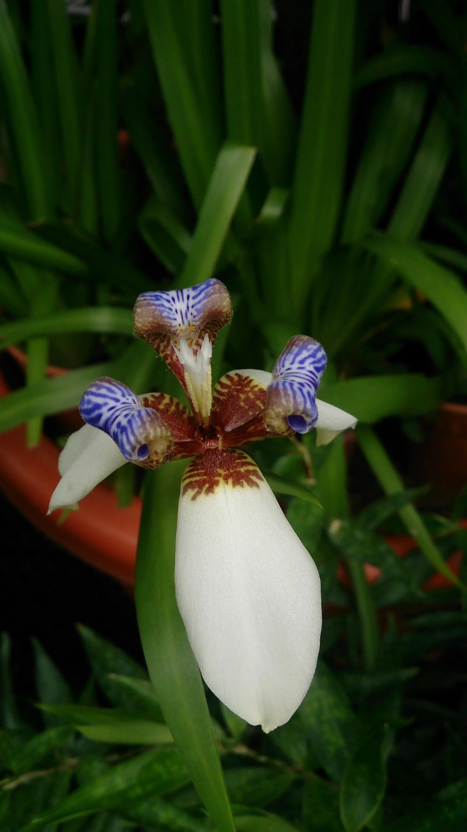 Apostle Plant (Neomarica Caerulea) — perennial for half or shade