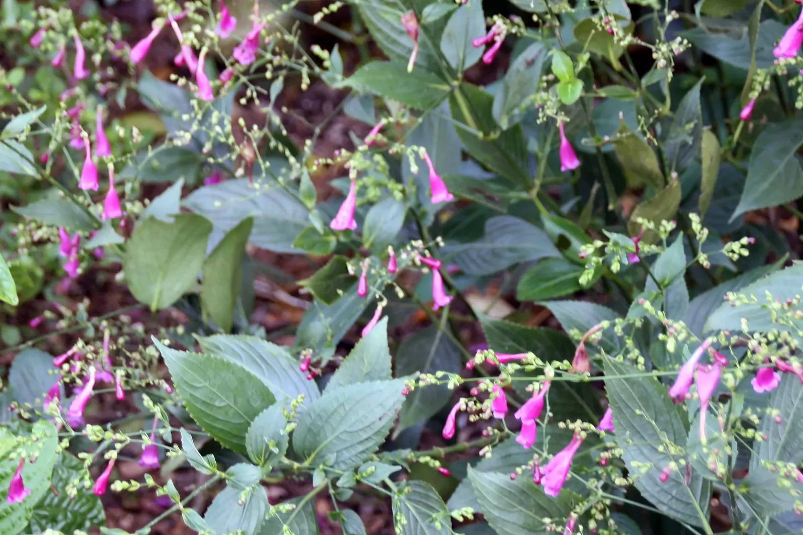 Apostle Plant (Neomarica Caerulea) — blue flowers in the garden