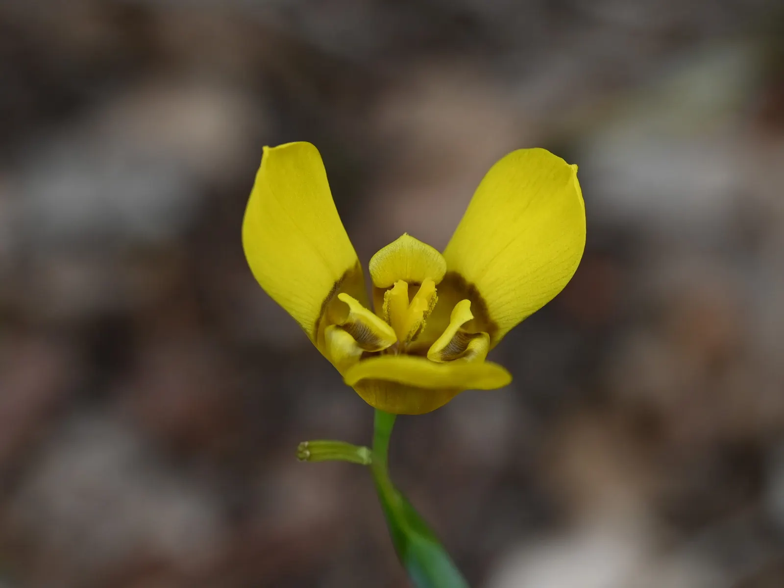 Apostle Plant (Neomarica Caerulea) — blue to violet flowers that can span up to 4 inches across