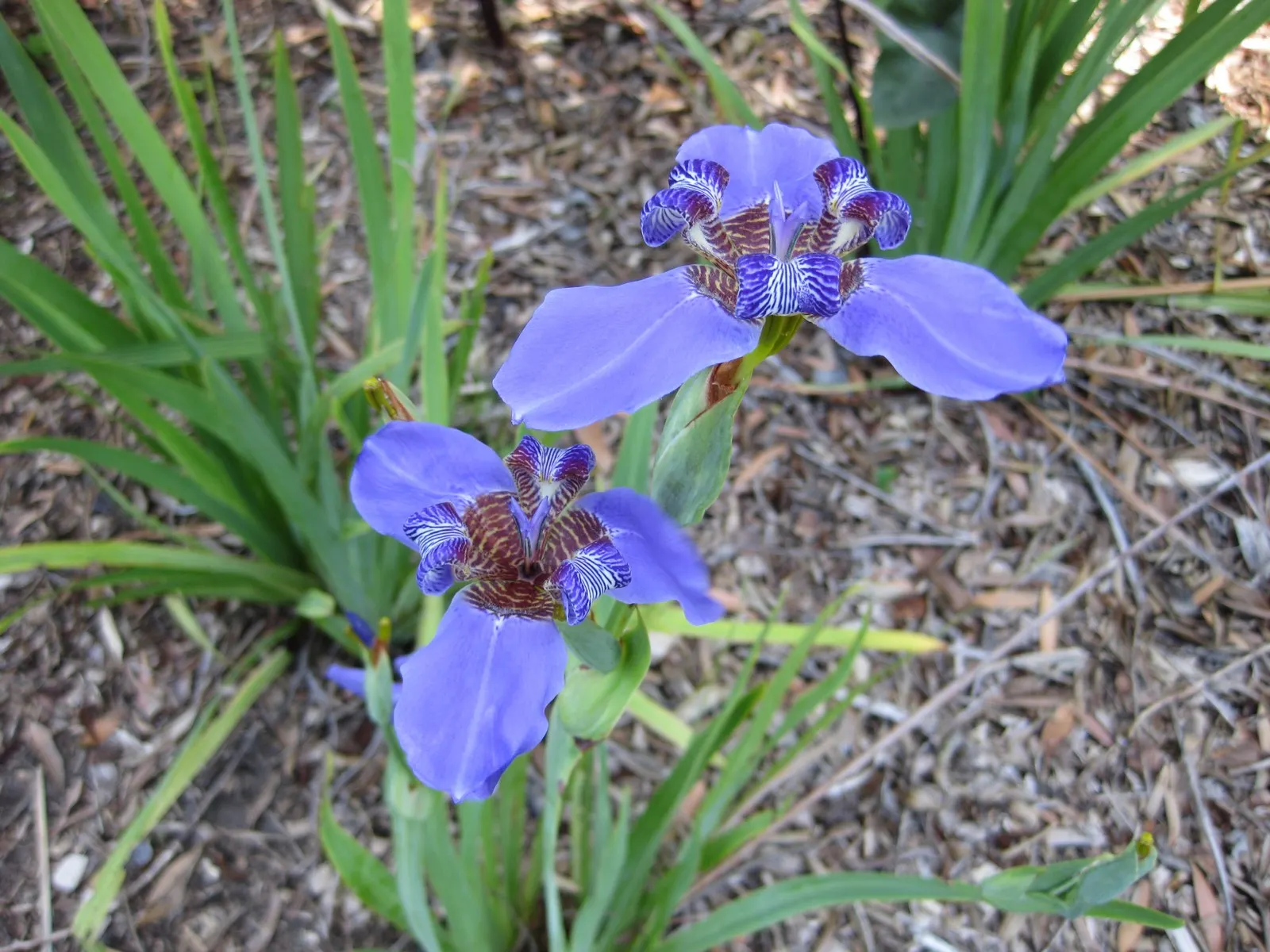 Apostle Plant (Neomarica Caerulea) — "Apostle Plant," stems from the belief that it flowers only when the plant has twelve leaves; it thrives in, image 94