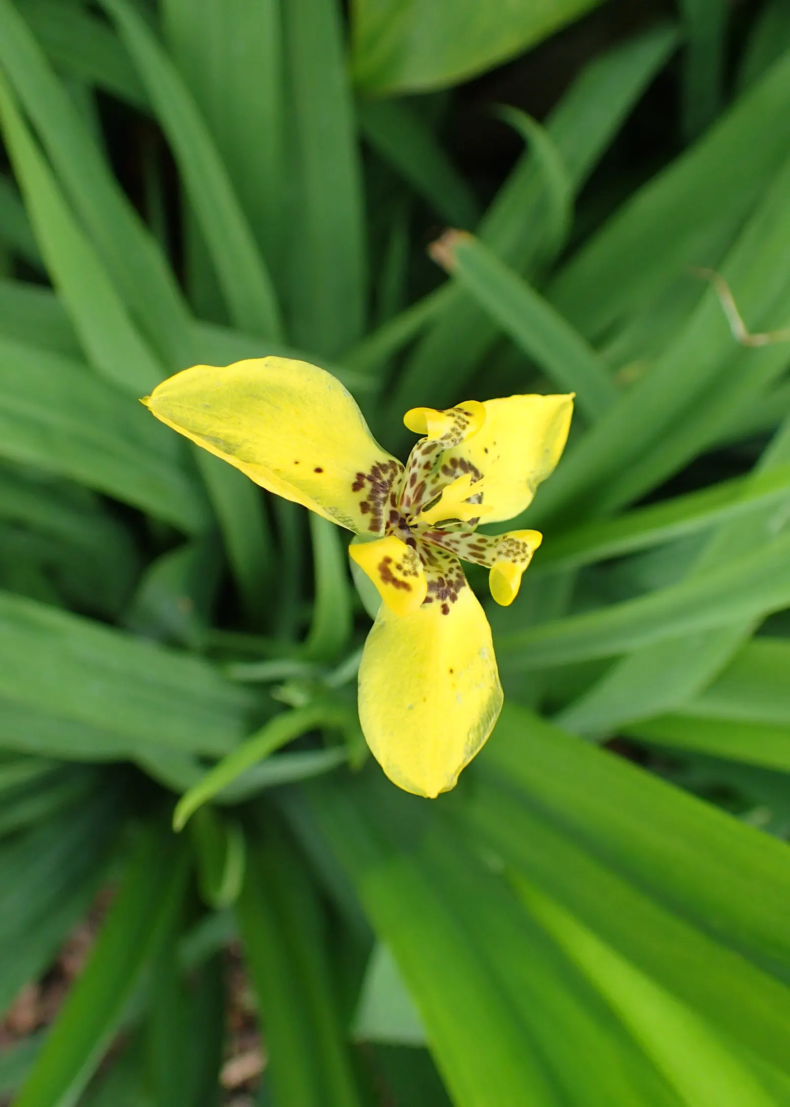 Apostle Plant (Neomarica Caerulea) — Minimal pruning is needed - just remove any spent flowers or damaged leaves to maintain its neat appearance, image 136