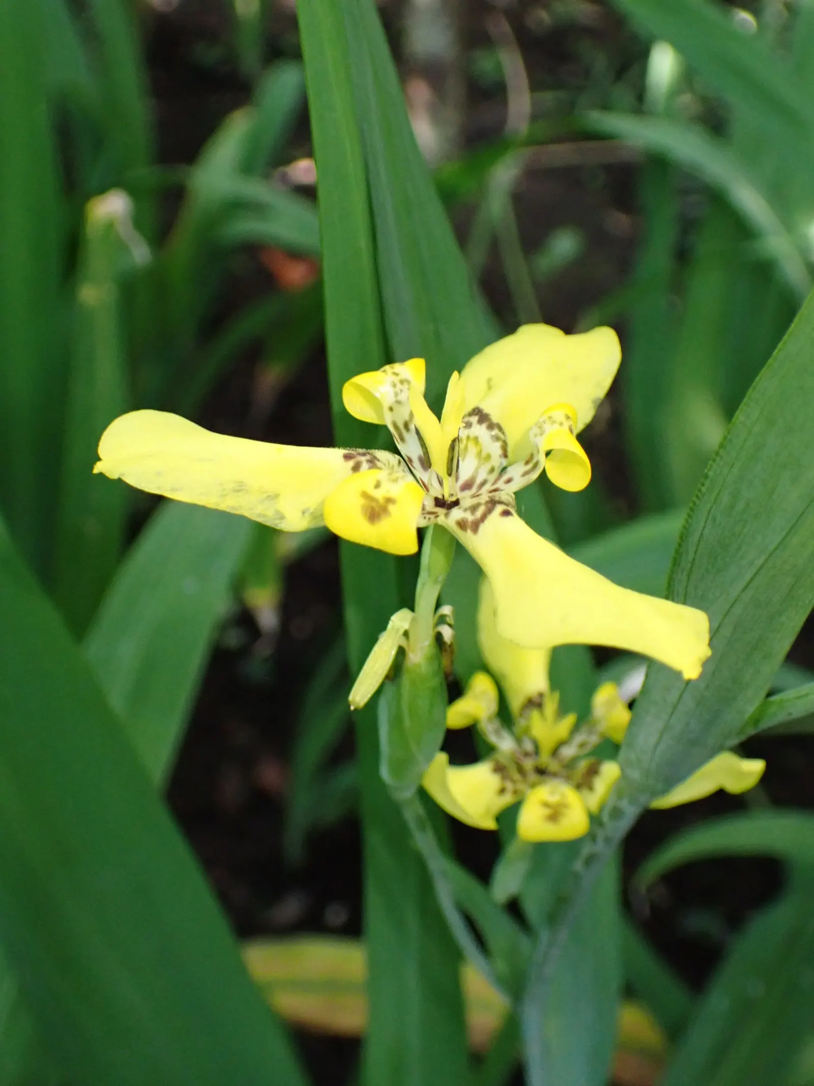 Apostle Plant (Neomarica Caerulea) — is a tropical perennial known for its lush; in spring, this iris relative showcases striking blue to purple, image 113