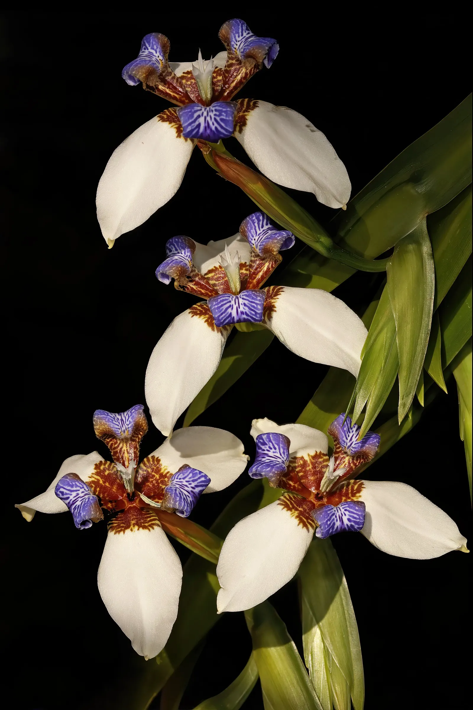 Apostle Plant (Neomarica Caerulea) — "Apostle Plant," stems from the belief that it flowers only when the plant has twelve leaves; it thrives in partial to