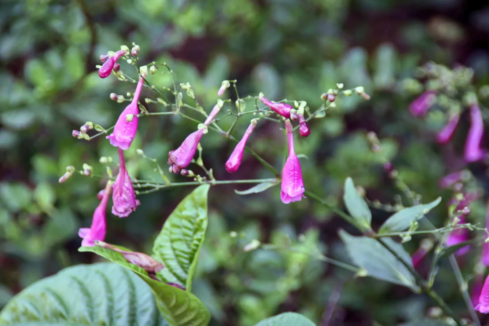 Apostle Plant (Neomarica Caerulea) — is a captivating perennial that adds a tropical touch to any garden; making it a low-maintenance choice for the discerning