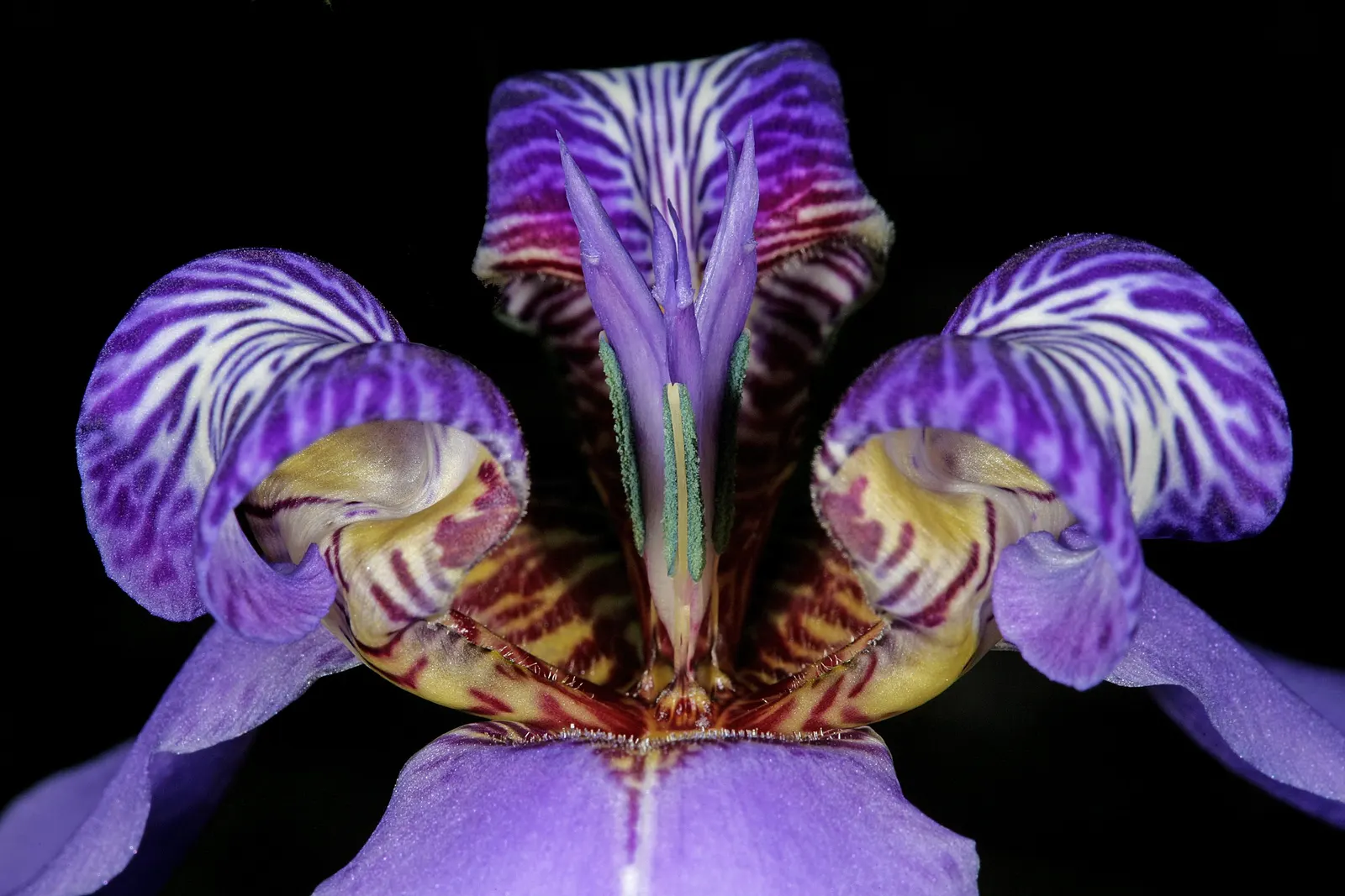 Apostle Plant (Neomarica Caerulea) — scientifically known as Neomarica caerulea; blooms typically appear in the spring and summer, presenting a, image 63