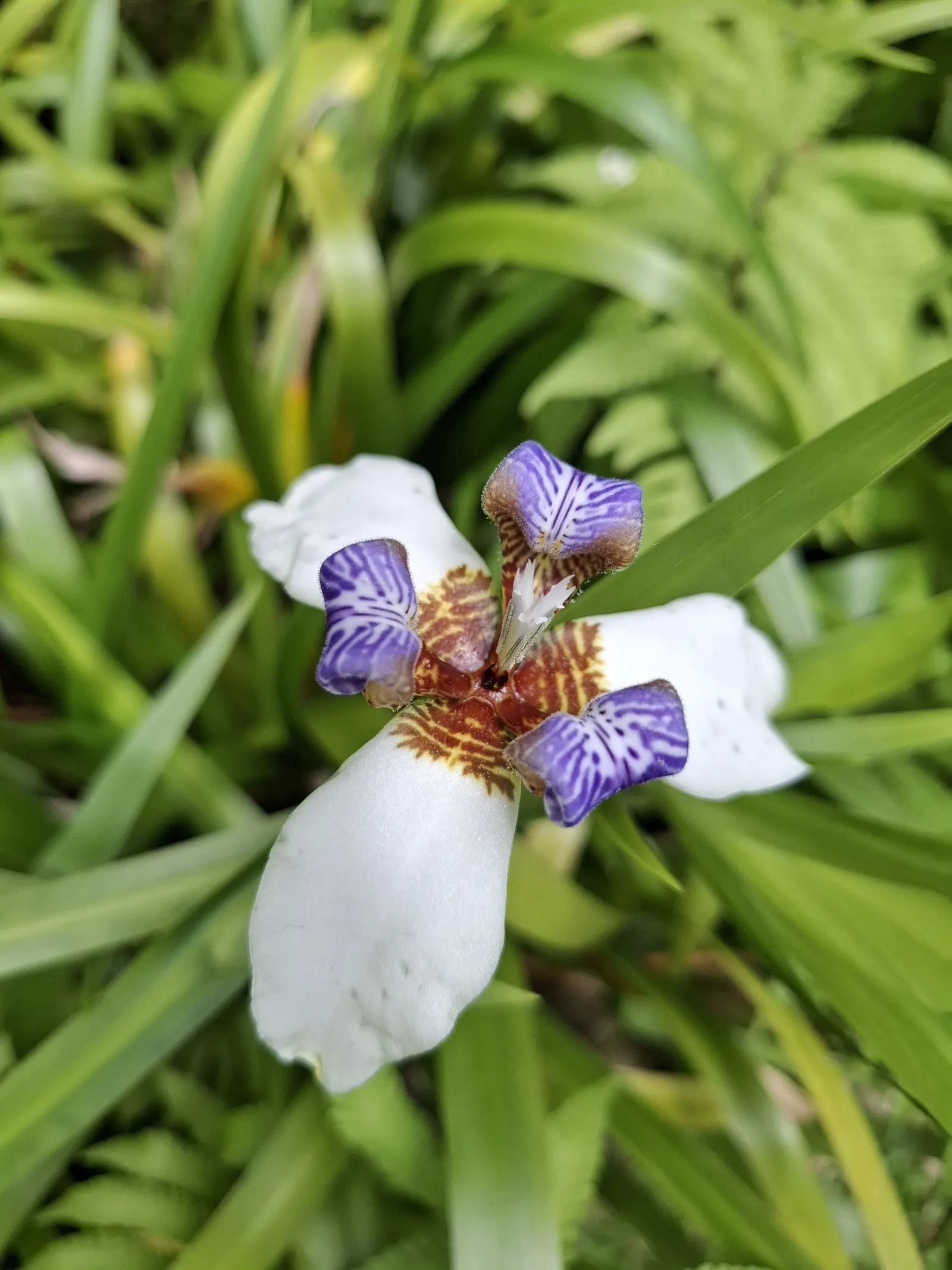 Apostle Plant (Neomarica Caerulea) — but be wary of overwatering; it thrives in partial to full shade, image 78