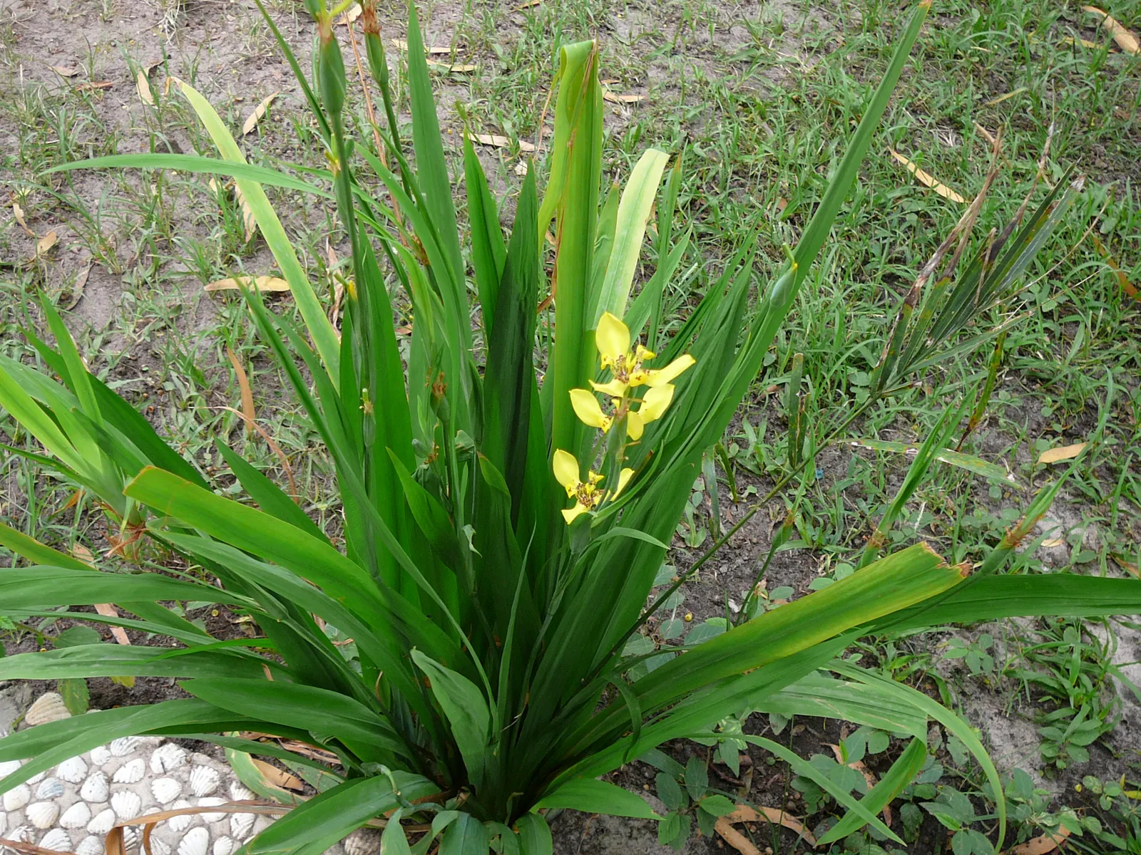 Apostle Plant (Neomarica Caerulea) — is a captivating perennial that adds a tropical touch to any garden; making it a low-maintenance choice for, image 120