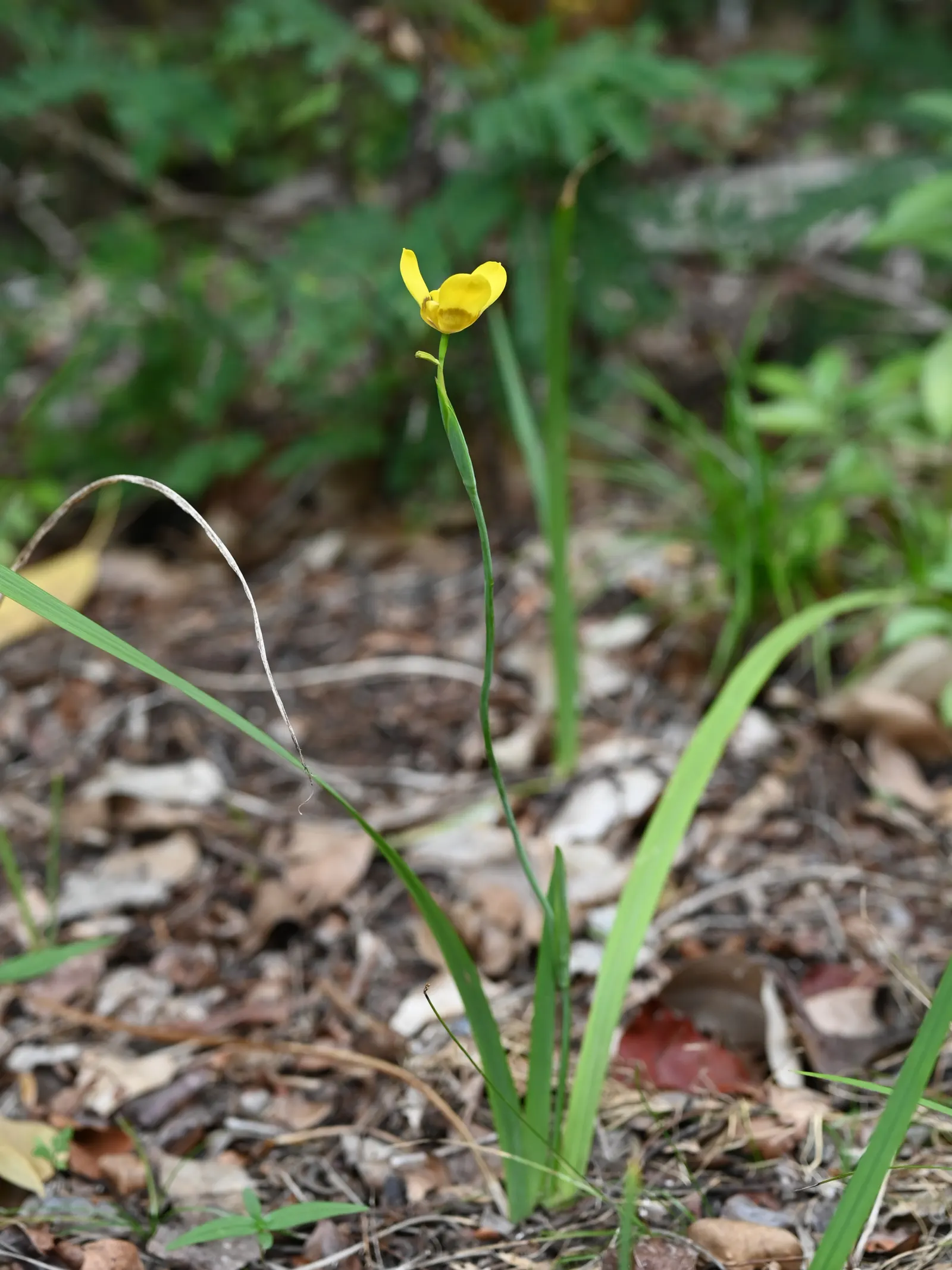 Apostle Plant (Neomarica Caerulea) — but be wary of overwatering; it thrives in partial to full shade, image 106