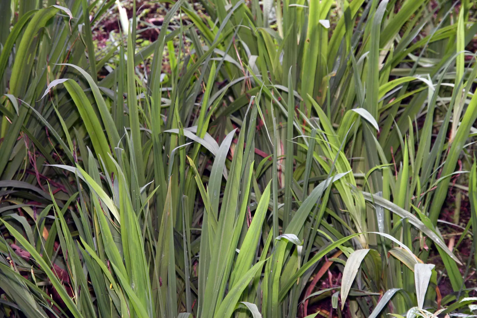 Apostle Plant (Neomarica Caerulea) — In colder climates, it should be grown in containers that can be moved indoors; blooms typically appear in the, image 135