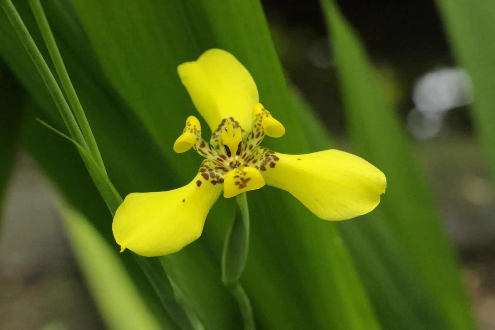 Apostle Plant (Neomarica Caerulea) — grassy clump.<br><br>Providing the Apostle Plant with consistent moisture is vital; in spring, this iris, image 77
