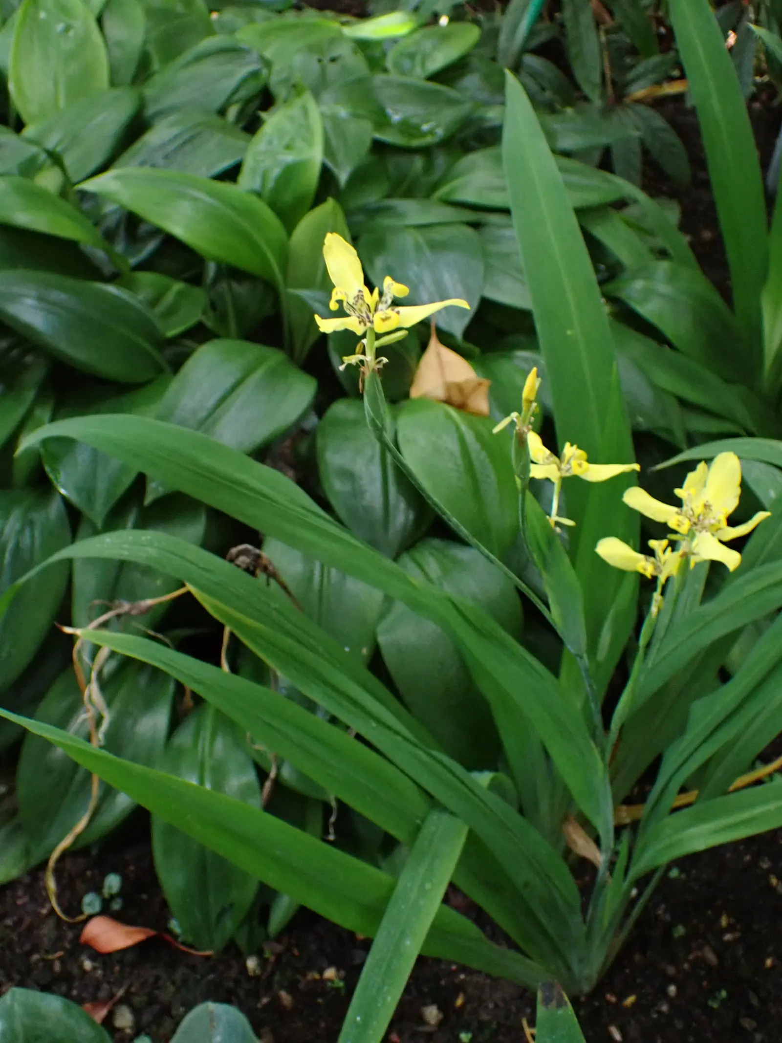 Apostle Plant (Neomarica Caerulea) — It thrives in partial to full shade; blooms typically appear in the spring and summer, presenting a showy, image 151