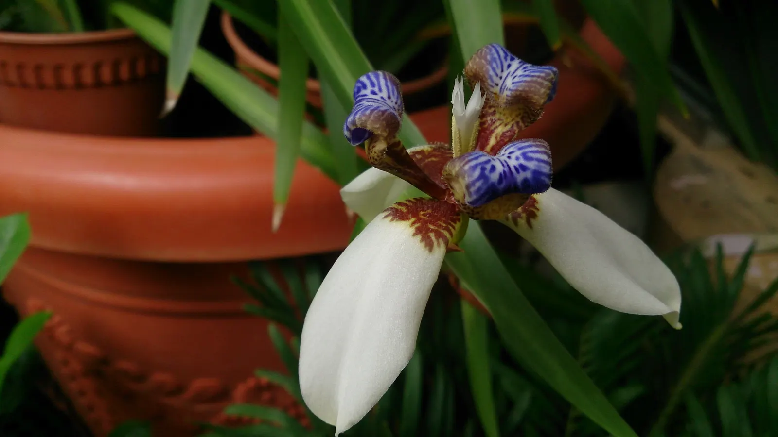 Apostle Plant (Neomarica Caerulea) — It thrives in partial to full shade; blooms typically appear in the spring and summer, presenting a showy display
