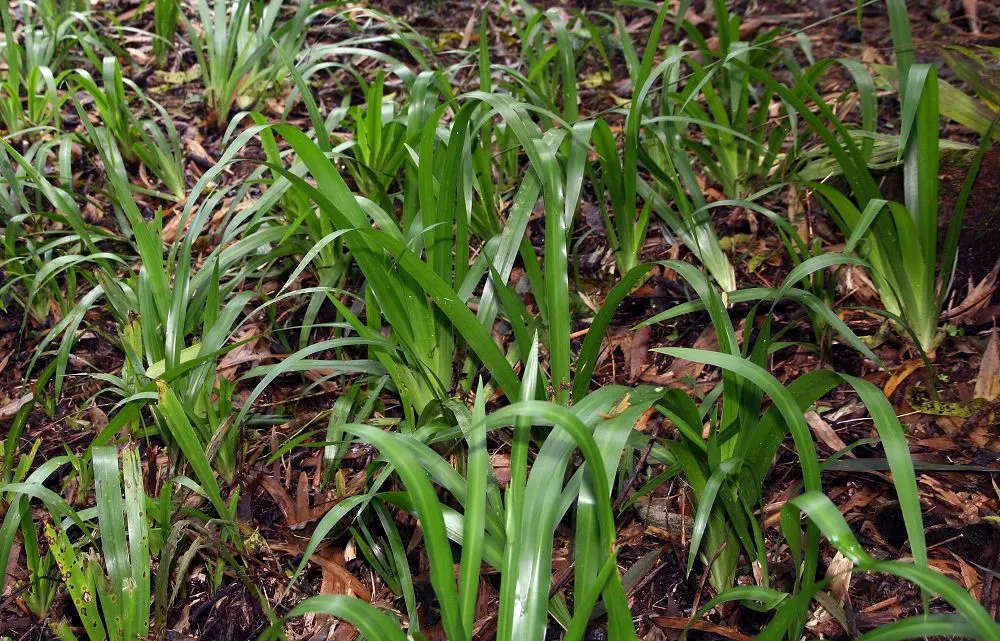 Apostle Plant (Neomarica Caerulea) — making it an excellent choice for adding lush; making it a low-maintenance choice for the discerning gardener