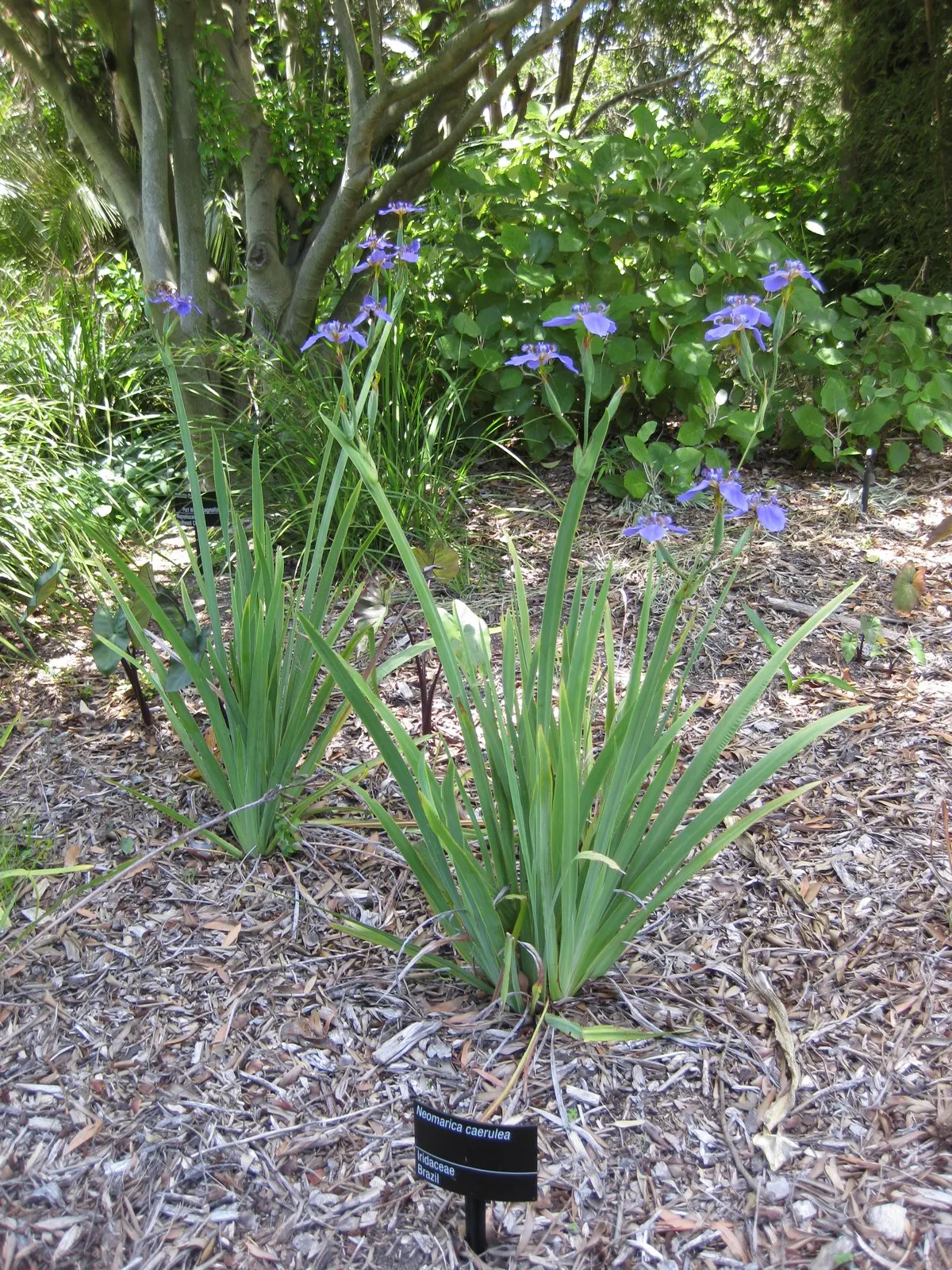 Apostle Plant (Neomarica Caerulea) — making it a low-maintenance choice for the discerning gardener; in spring, this iris relative showcases striking blue to