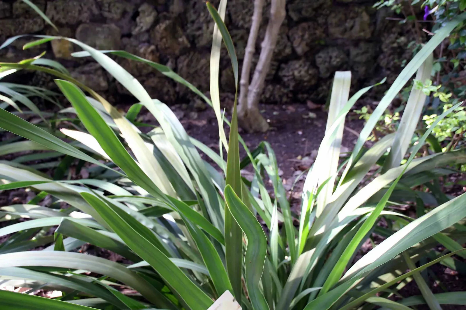 Apostle Plant (Neomarica Caerulea) — It earns its name by typically flowering when it sports 12 or more foliage fans; blooms typically appear in the spring and