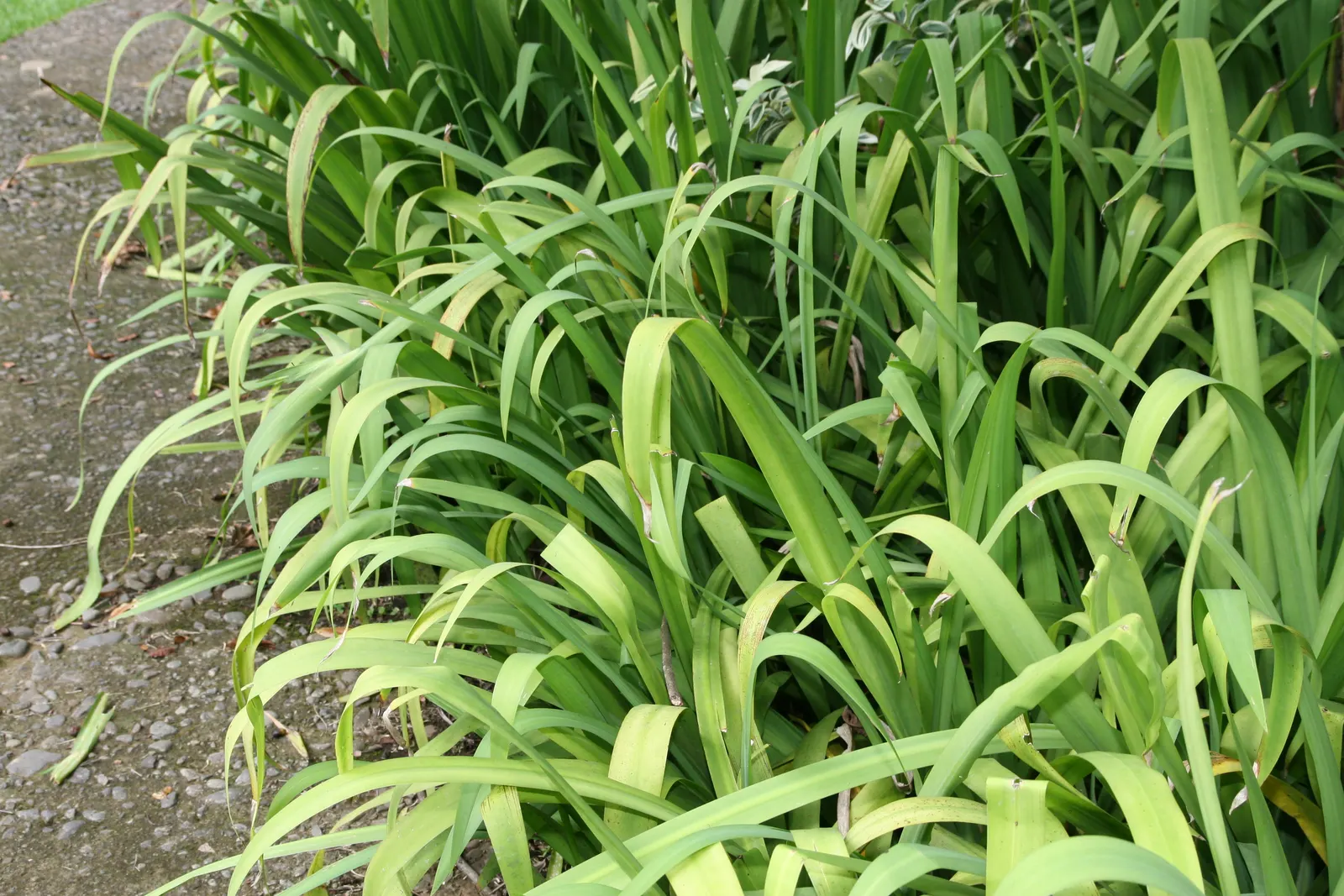 Apostle Plant (Neomarica Caerulea) — making it an excellent choice for adding lush; making it a low-maintenance choice for the discerning gardener, image 124