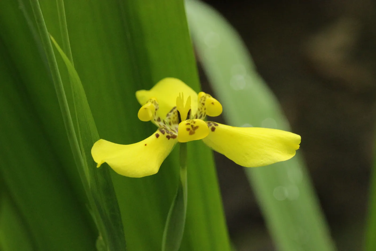 Apostle Plant (Neomarica Caerulea) — evergreen leaves that create a dense