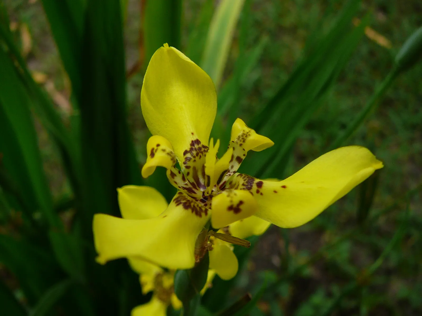 Apostle Plant (Neomarica Caerulea) — Prefers partial sun to light shade and well-draining soil; in spring, this iris relative showcases striking blue to purple