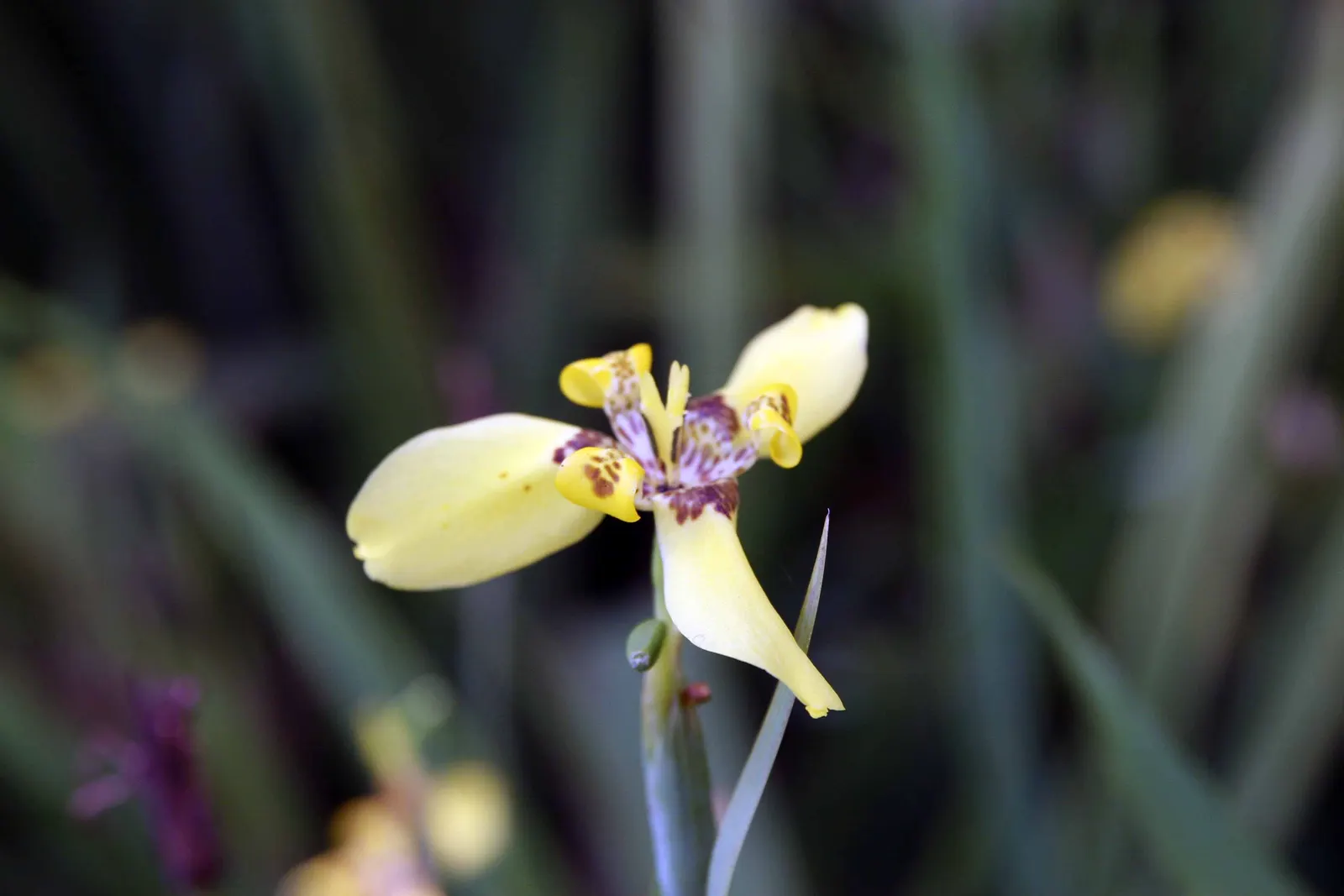 Apostle Plant (Neomarica Caerulea) — Blooms typically appear in the spring and summer, presenting a showy display; it thrives in partial to full, image 130