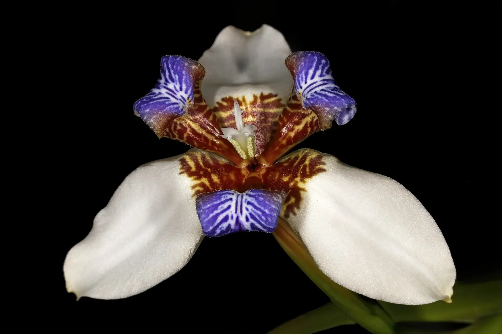 Apostle Plant (Neomarica Caerulea) — elongated petals and ornate maroon patterns near the base