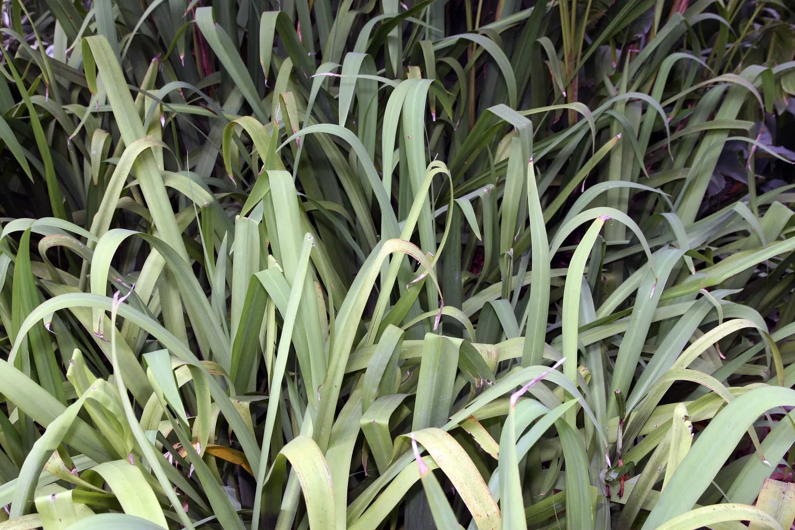 Apostle Plant (Neomarica Caerulea) — Prefers partial sun to light shade and well-draining soil