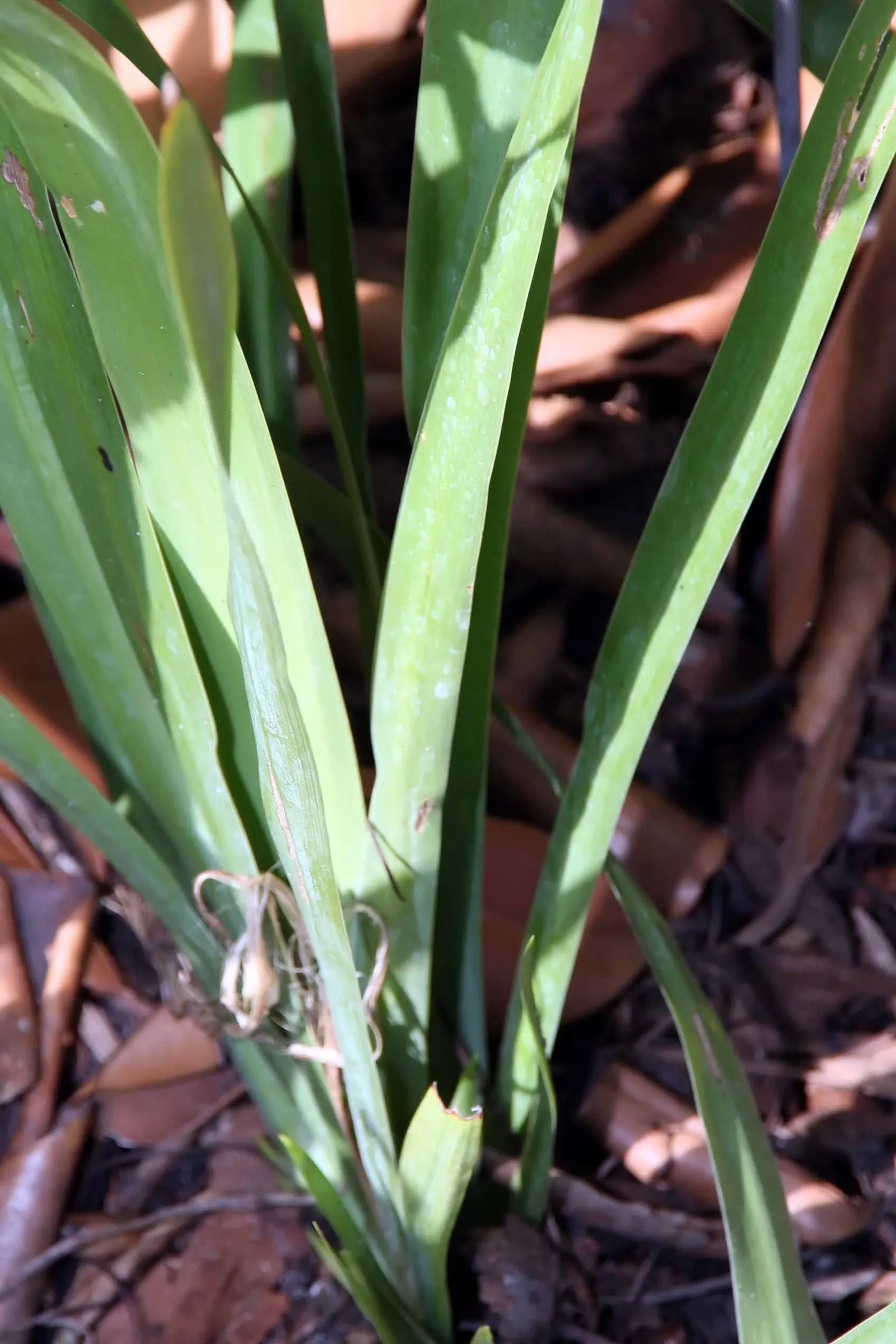 Apostle Plant (Neomarica Caerulea) — The Apostle Plant requires well-draining soil; it thrives in partial to full shade, image 154